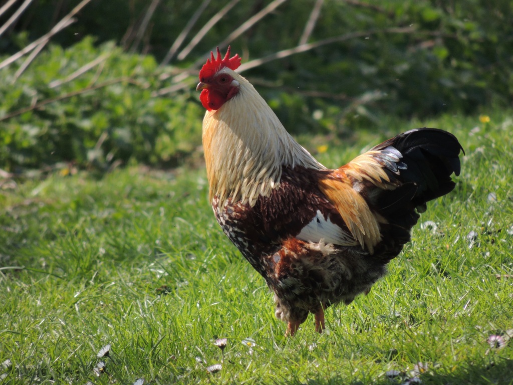 Chicken In Field » Kelvin Peach Photography