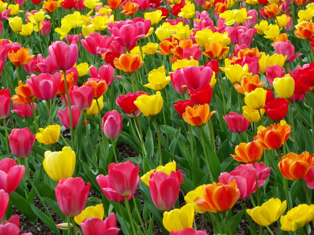 Colourful Tulips » Kelvin Peach Photography