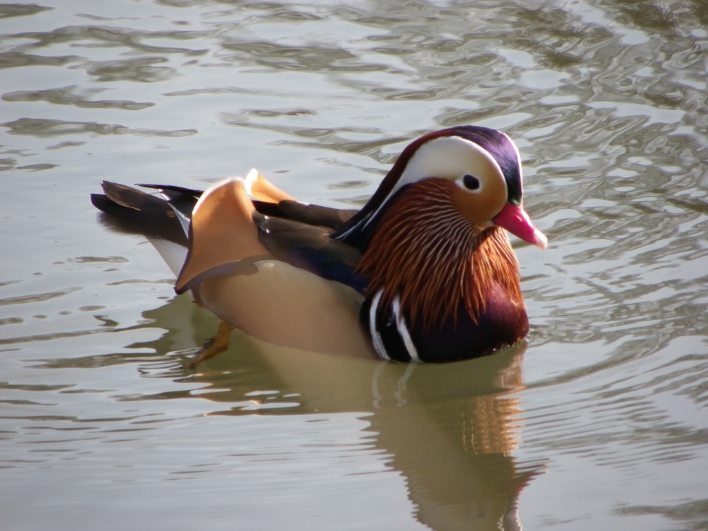 Mandarin Duck » Kelvin Peach Photography