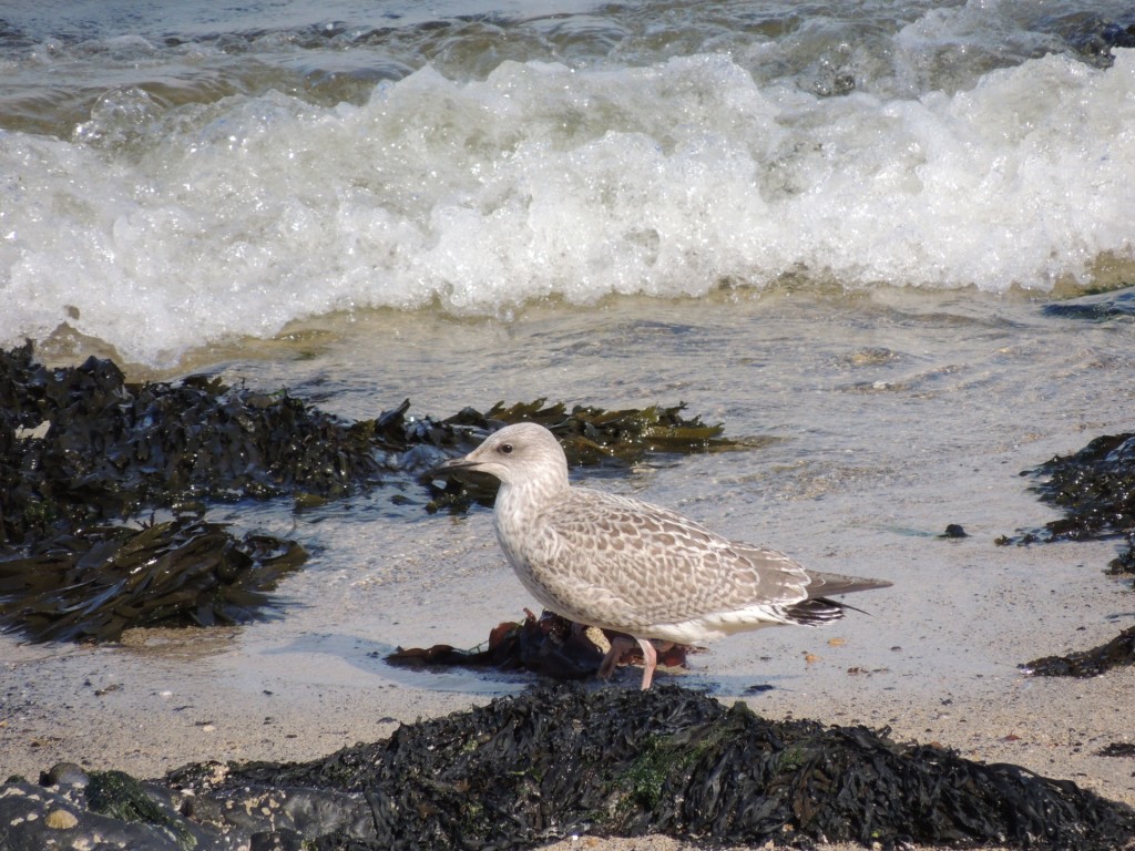 Bird Incoming Tide