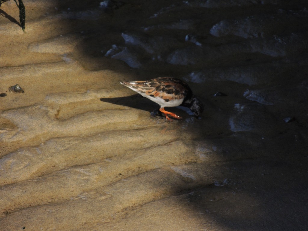 Bird Searching In Darkness