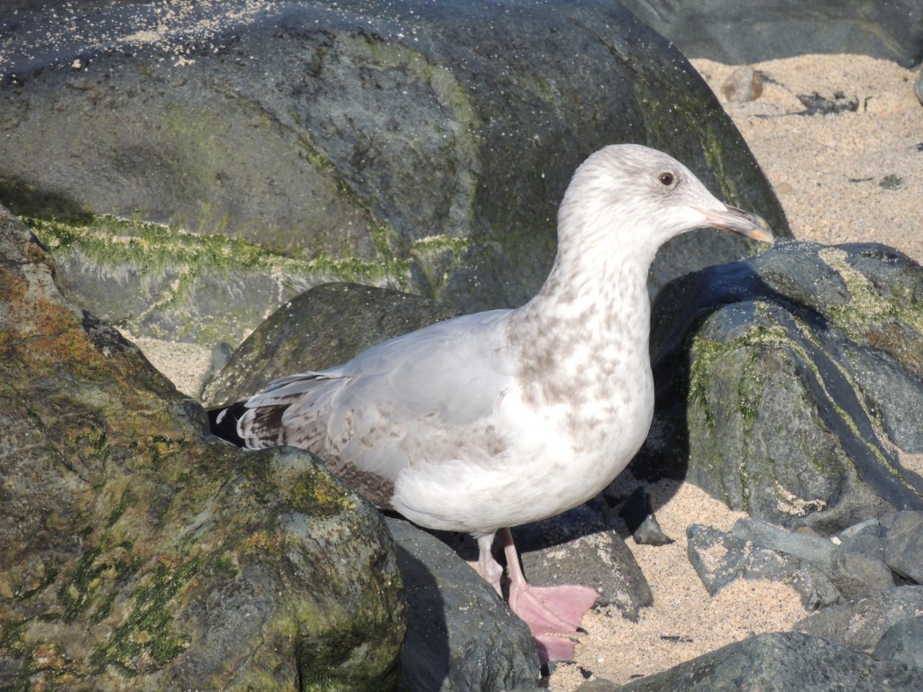 Seagull-Between-Rocks