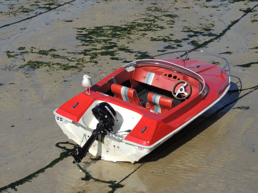 Seagull On Boat