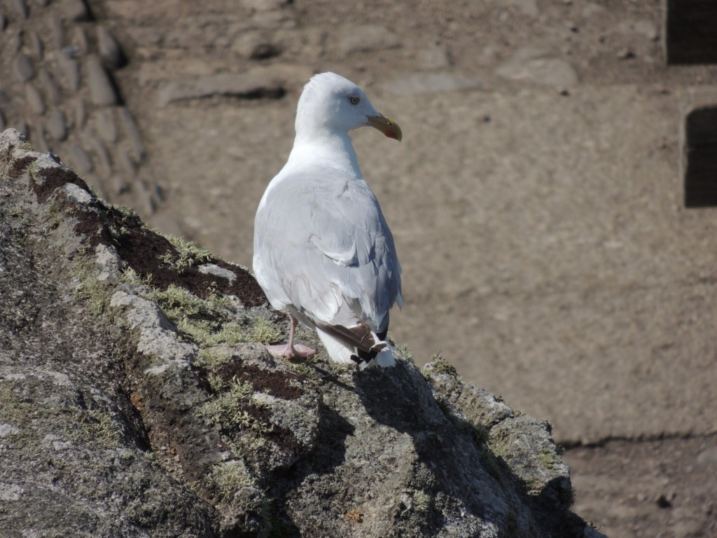 Seagull Perched On Rock