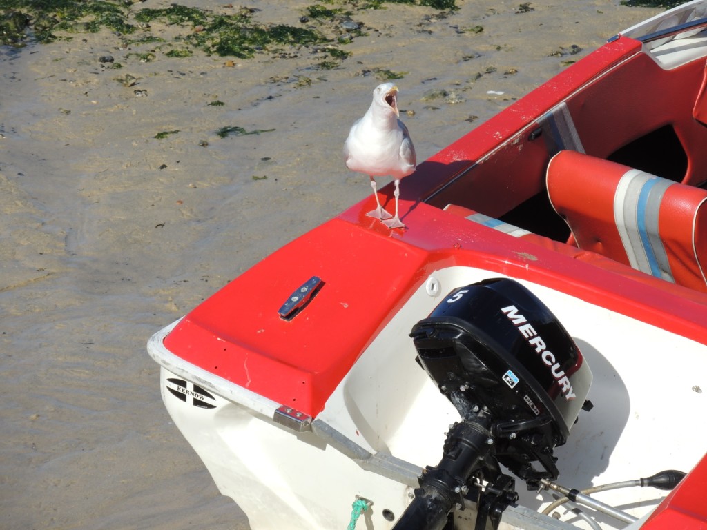 Seagull Screeching On Boat