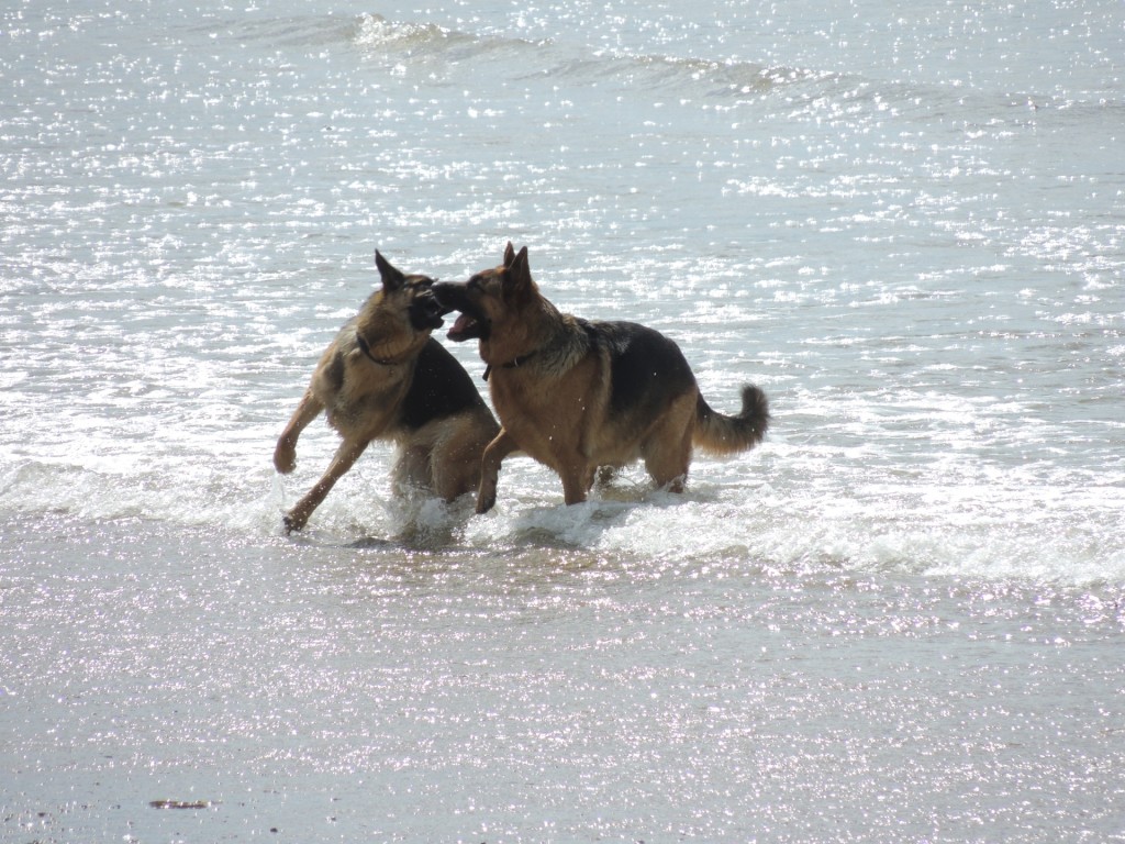 Two Dogs Playing