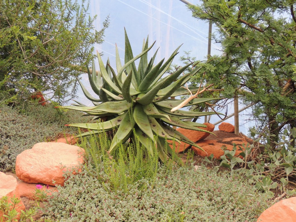 Eden Project Candelabra Aloe