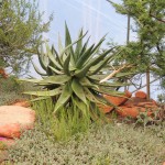 Eden Project Candelabra Aloe