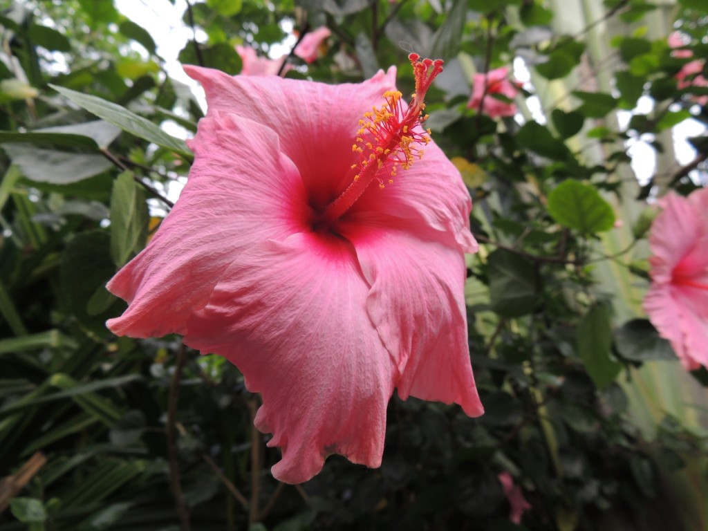 Eden Project Chinese Hibiscus