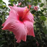 Eden Project Chinese Hibiscus