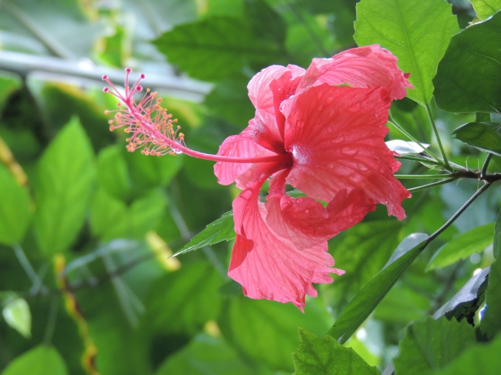 Eden Project Chinese Hibiscus Wet