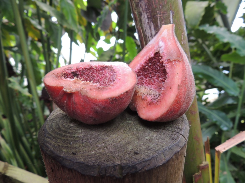 Eden Project Fruit