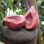 Eden Project Fruit