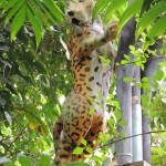 Eden Project Leopard Statue