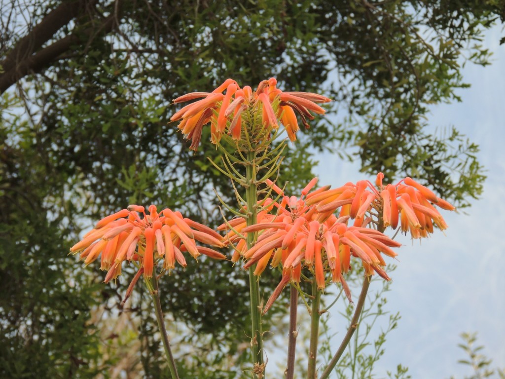 Eden Project Orange Plant