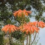 Eden Project Orange Plant