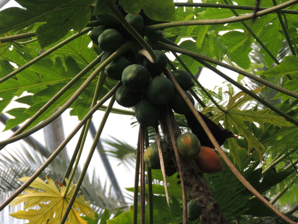 Eden Project Papaya