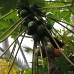 Eden Project Papaya