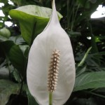Eden Project Peace Lily