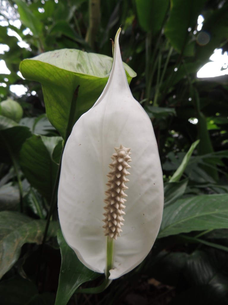 Eden Project Peace Lily