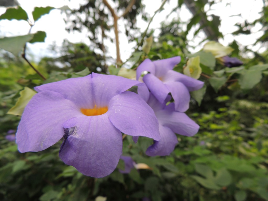 Eden Project Purple Flower