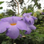 Eden Project Purple Flower