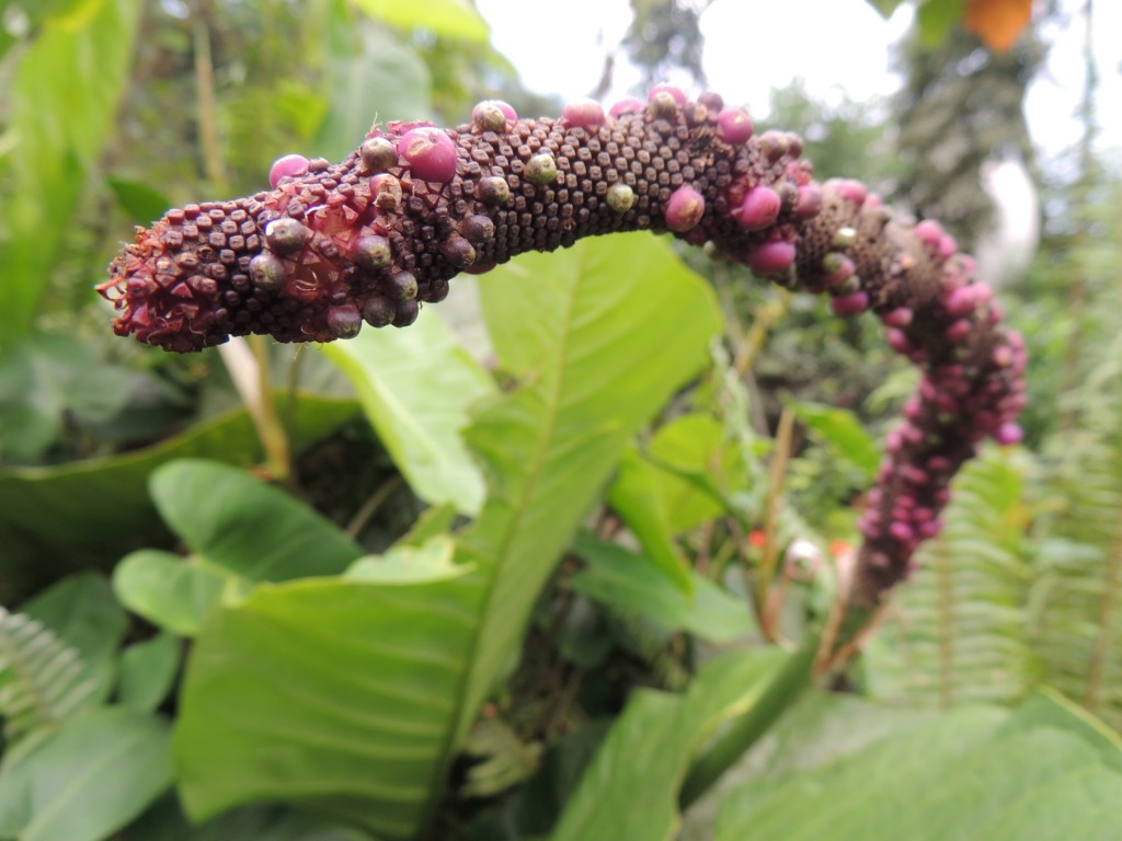 Eden Project Purple Plant