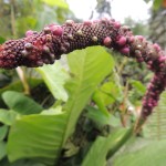 Eden Project Purple Plant