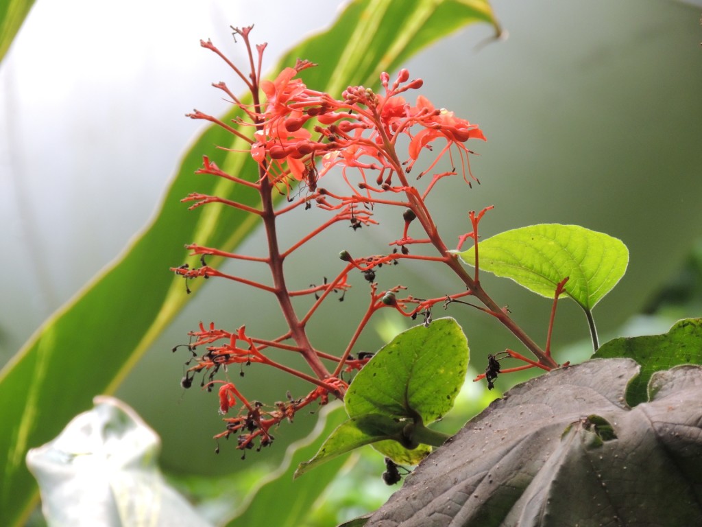 Eden Project Red Plant