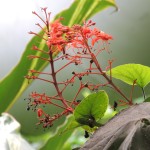 Eden Project Red Plant