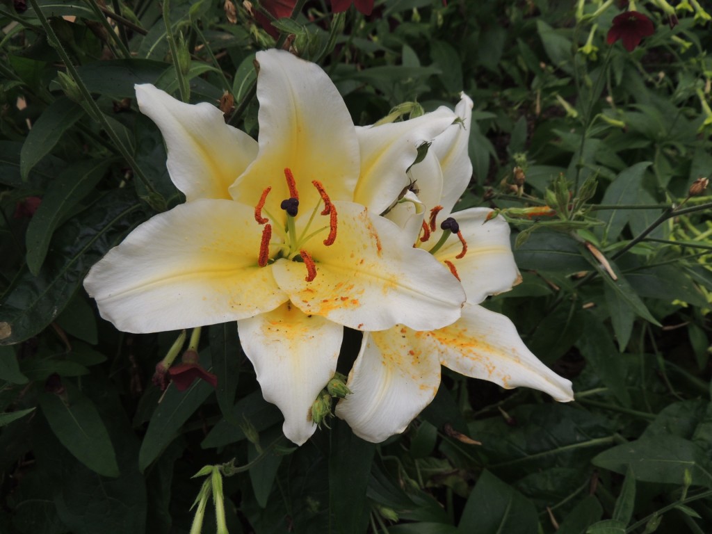 Eden Project White Flower