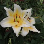 Eden Project White Flower