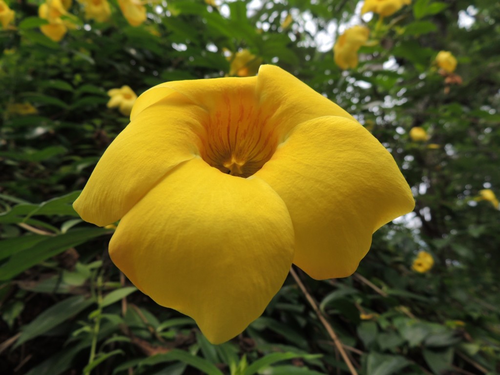 Eden Project Yellow Flower