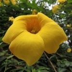 Eden Project Yellow Flower