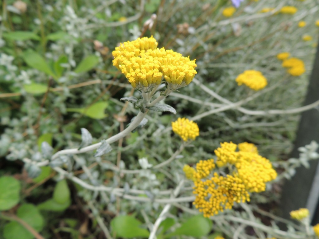 Eden Project Yellow Plant