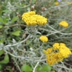 Eden Project Yellow Plant