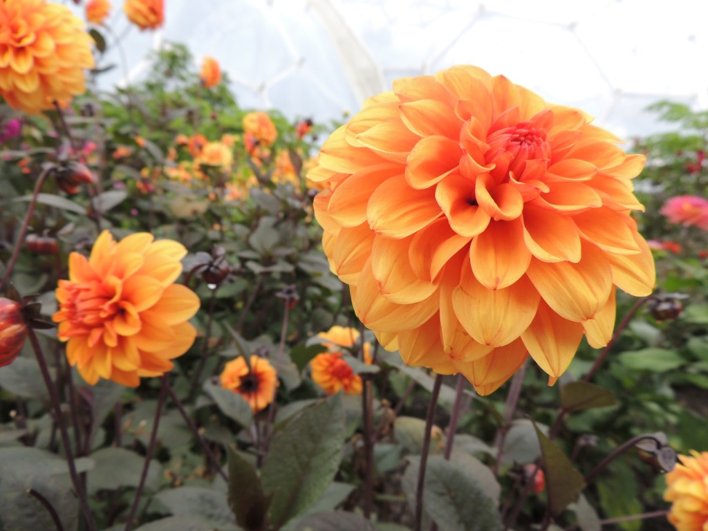 Eden Project Orange Flower