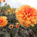 Eden Project Orange Flower