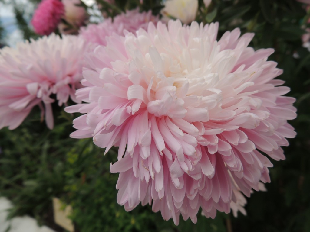 Eden Project Pink Flower