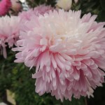 Eden Project Pink Flower