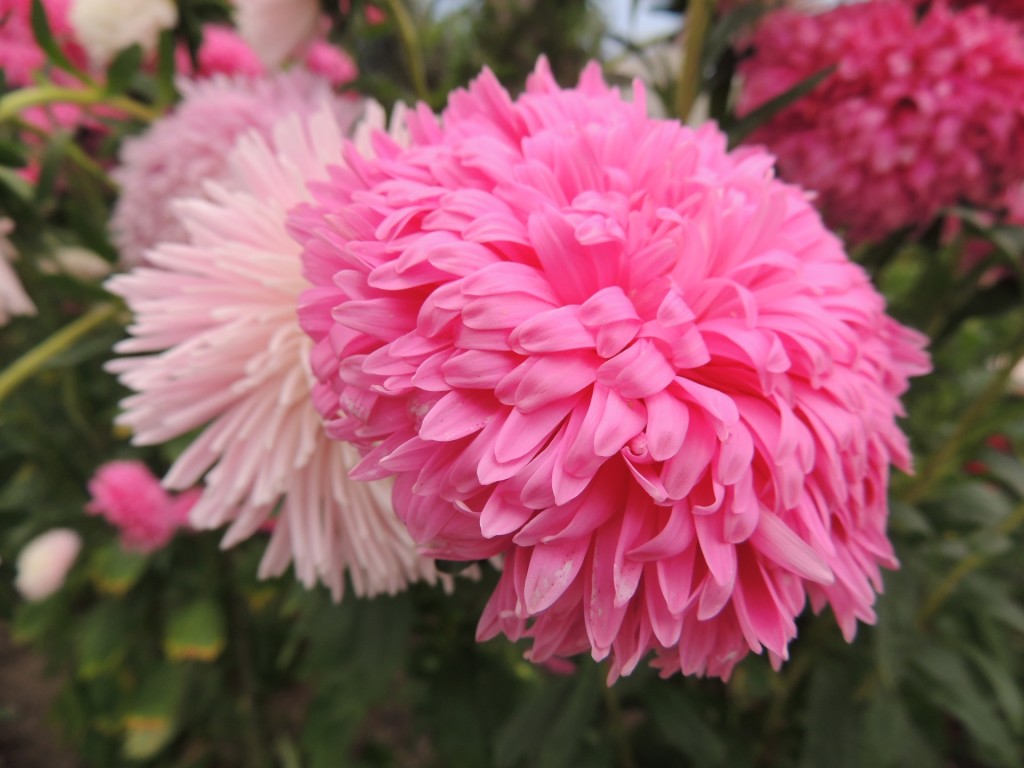 Eden Project Pink Flowers