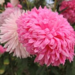 Eden Project Pink Flowers