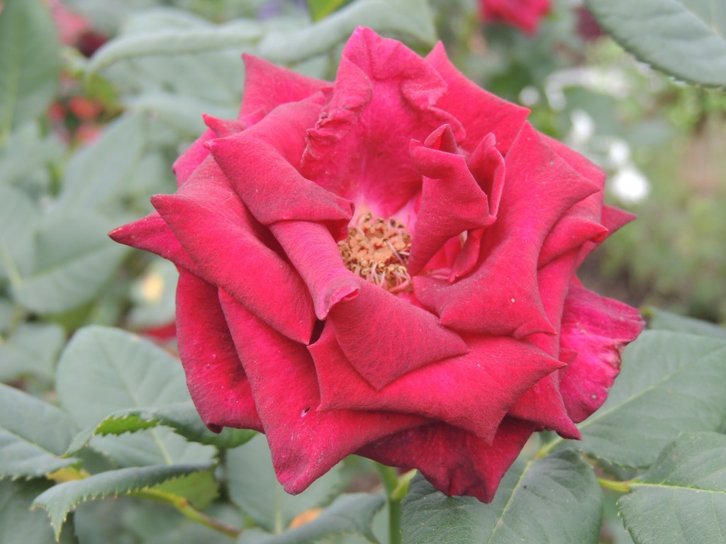 Eden Project Rose