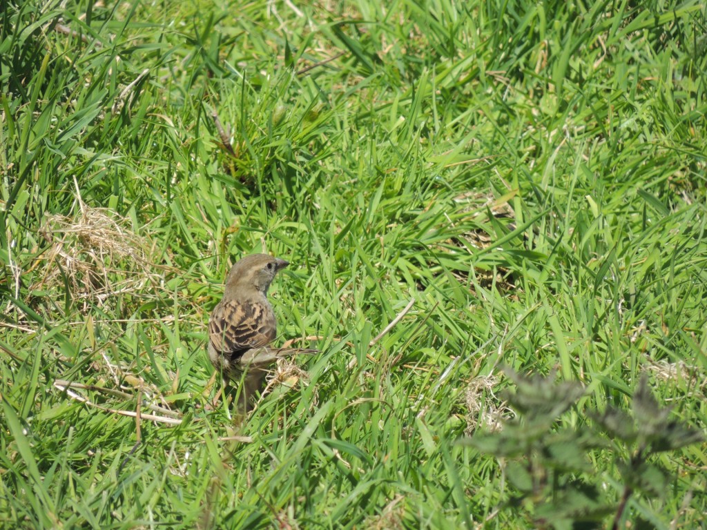 Bird In Grass