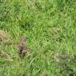 Bird In Grass