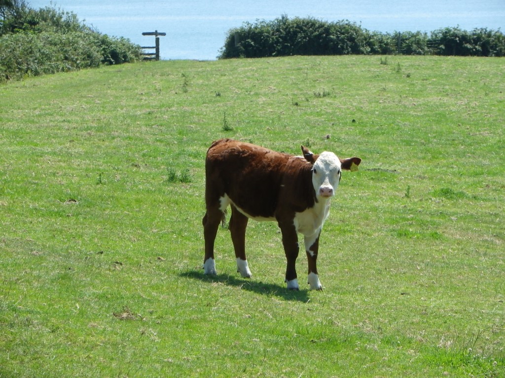 Confused Cow