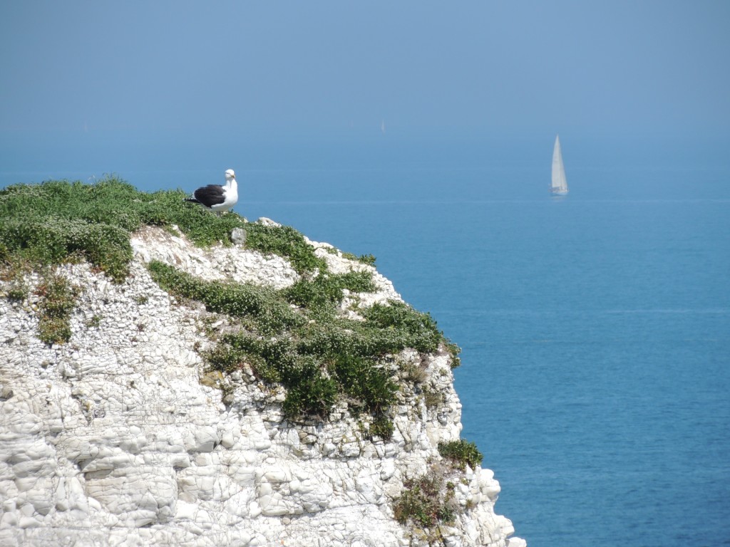 Old Harry Rocks Seagull