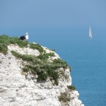 Old Harry Rocks Seagull