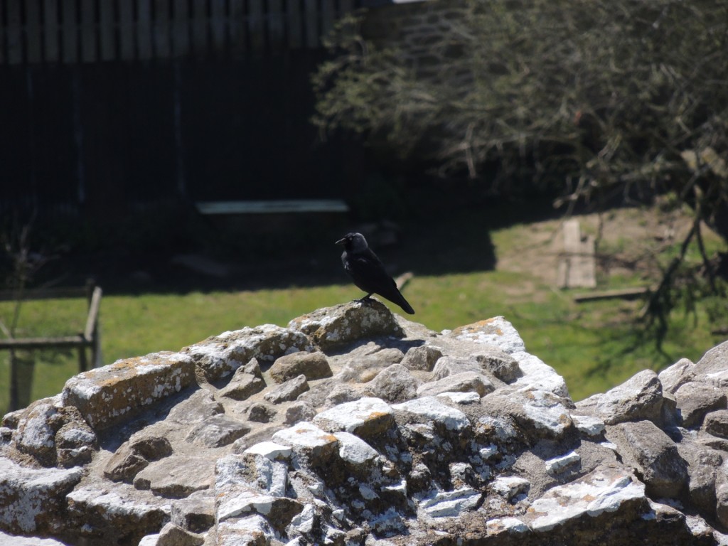 Raven On Rock