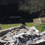 Raven On Rock